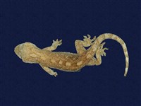 藏品(鉛山壁虎)的圖片